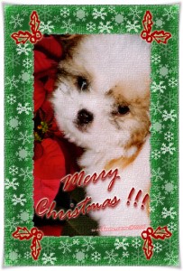 ♪♭ Merry Christmas!!! ♪♭